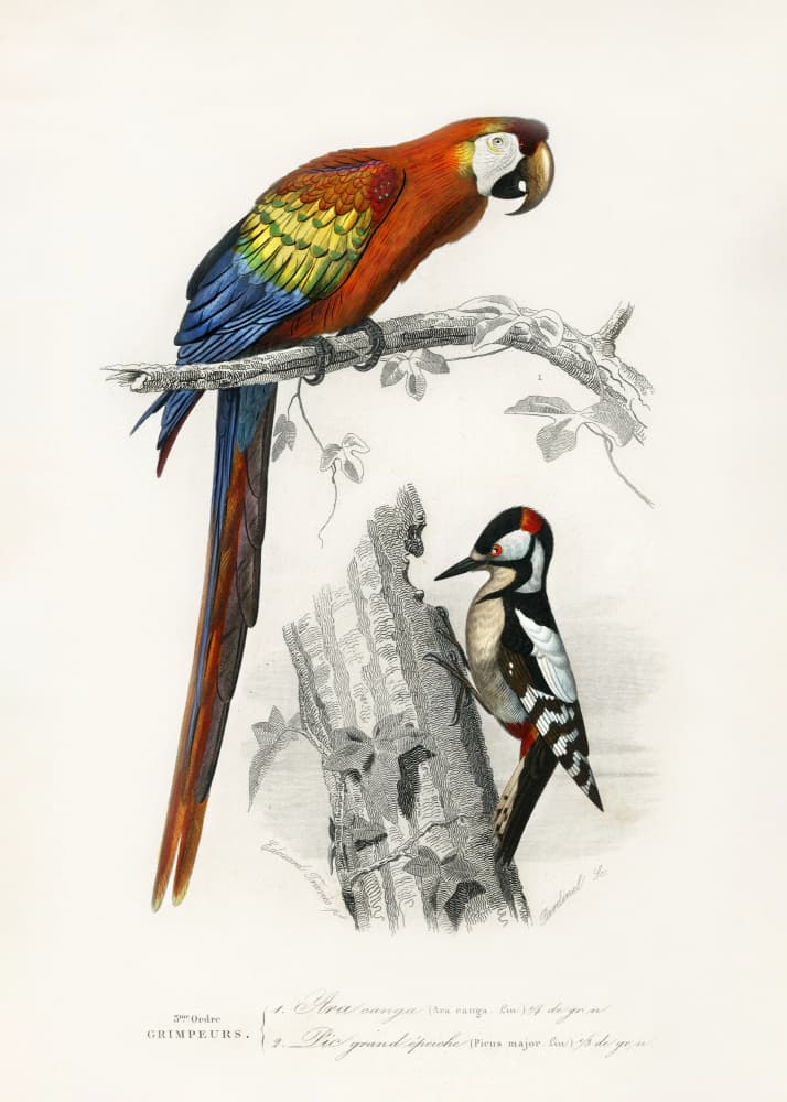 Birds II by Charles Dessalines D Orbigny — canvas wall art