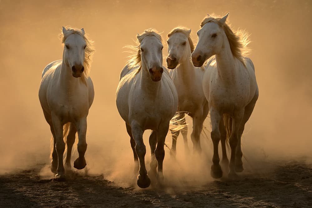 Majestic White Horses by Muriel Vekemans — canvas wall art