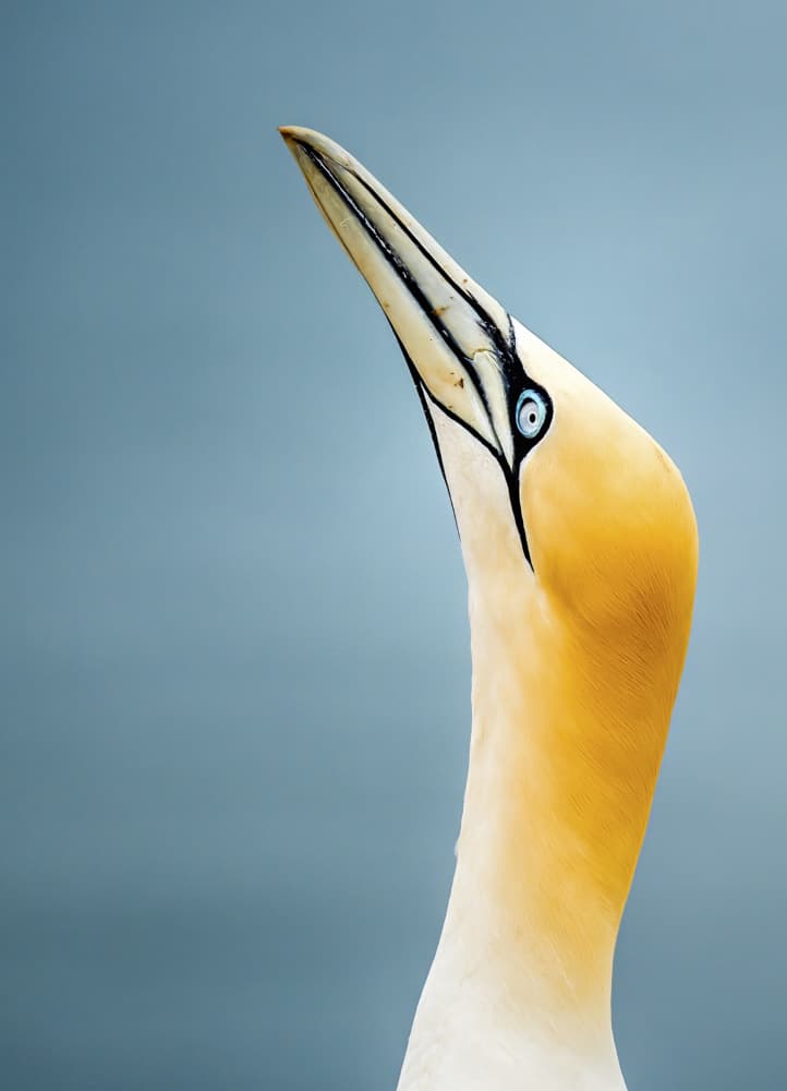 Gannet Gazing Up by Christiane Heggemann — canvas wall art