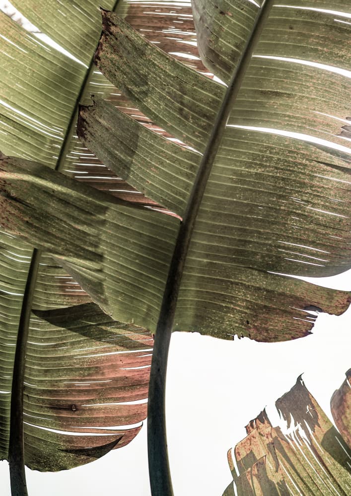 Tropical Serenity by Shot by Clint — canvas wall art