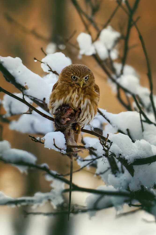Winter Owl's Catch by Michaela Firešová — canvas wall art