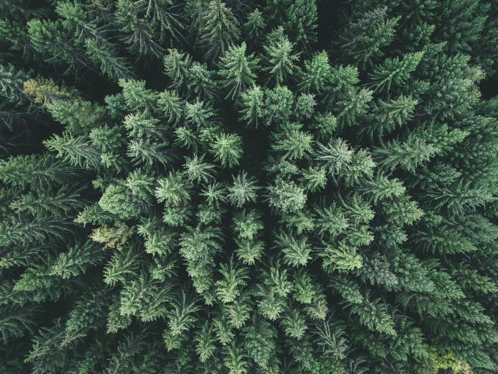 Dense Forest Aerial by Christian Lindsten — canvas wall art