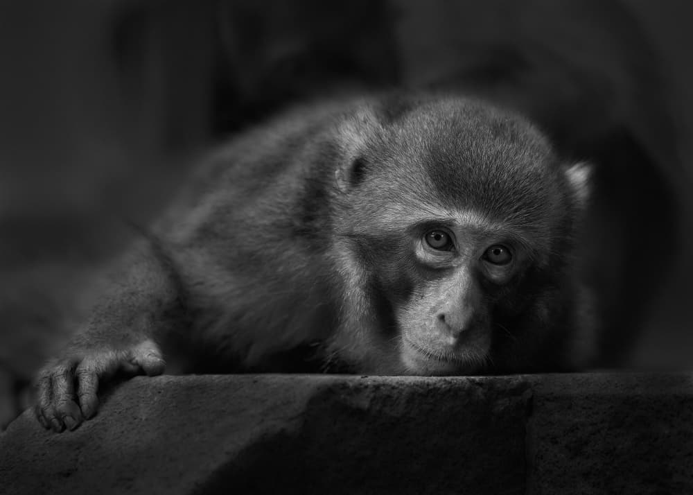 Pensive Monkey Gaze by Kaisyakuji Yushi — canvas wall art