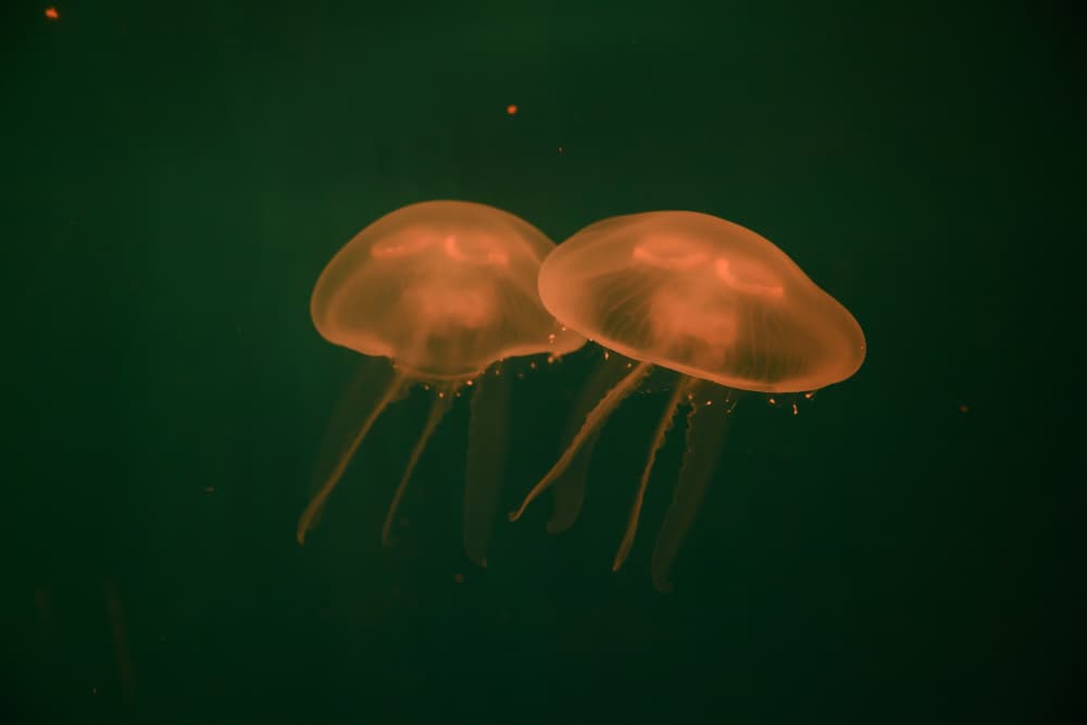 Glowing Jellyfish Duo by Tal Paz-Fridman — canvas wall art