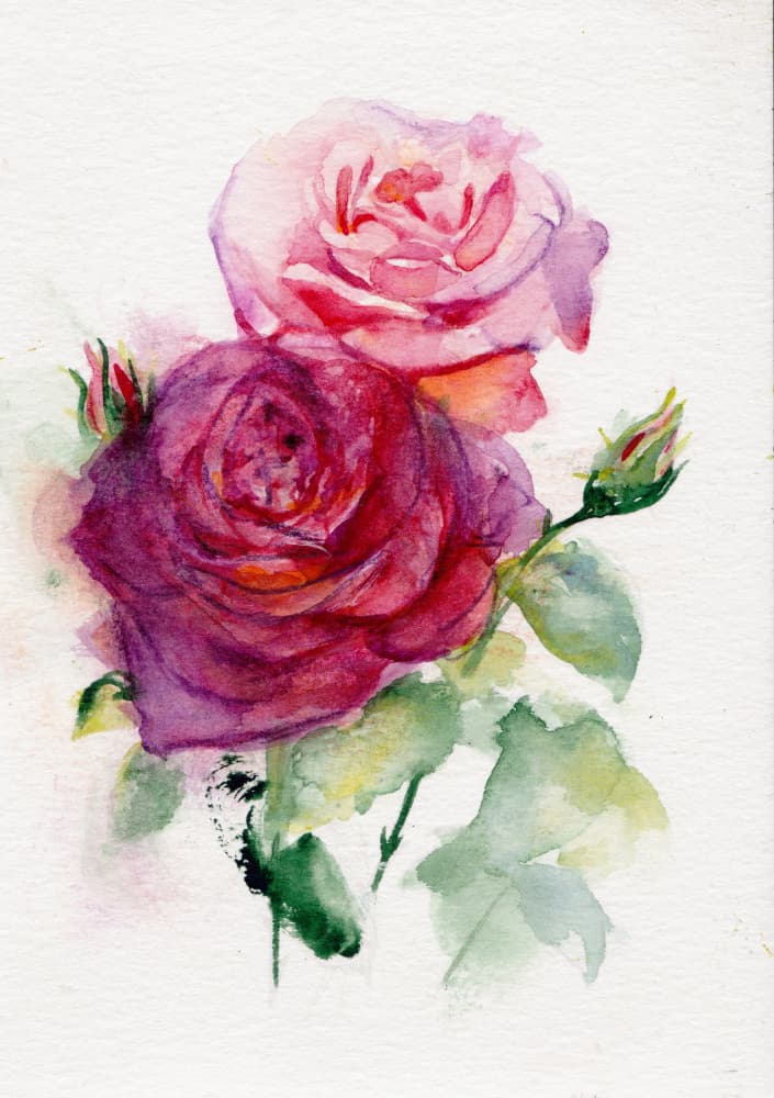 Pink And Purple Roses