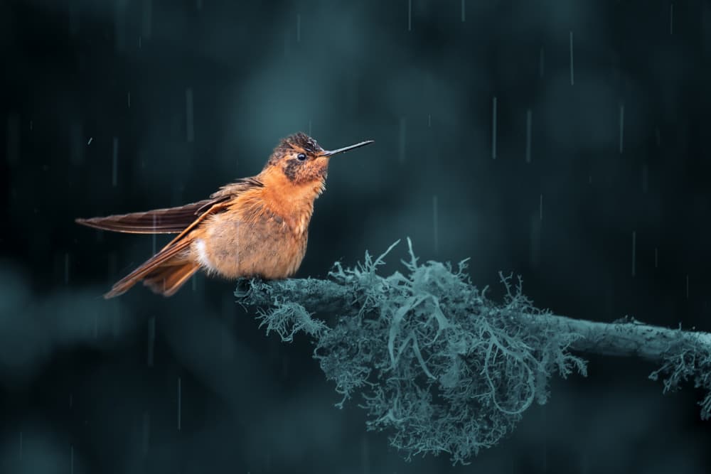 Hummingbird in the Rain by Siyu_Wei APA — canvas wall art