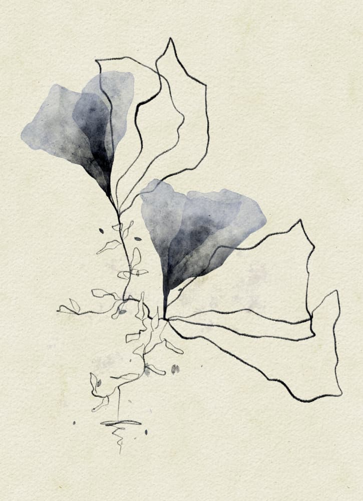 Ethereal Marine Botanicals by Ankie Kooi — canvas wall art