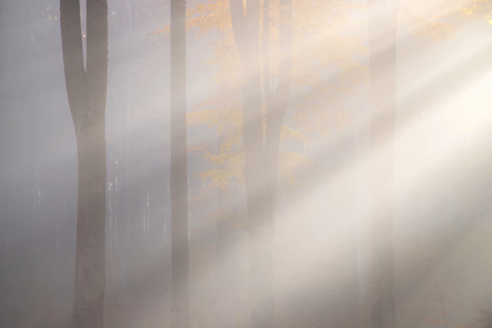 Misty Forest Sun Rays by Alexandru Ionut Coman — canvas wall art