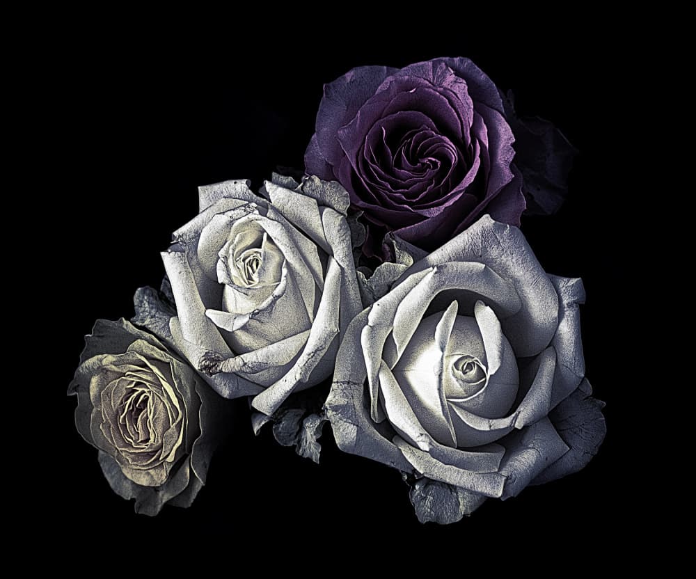 Moody Purple And White Roses by Angel Julie — canvas wall art