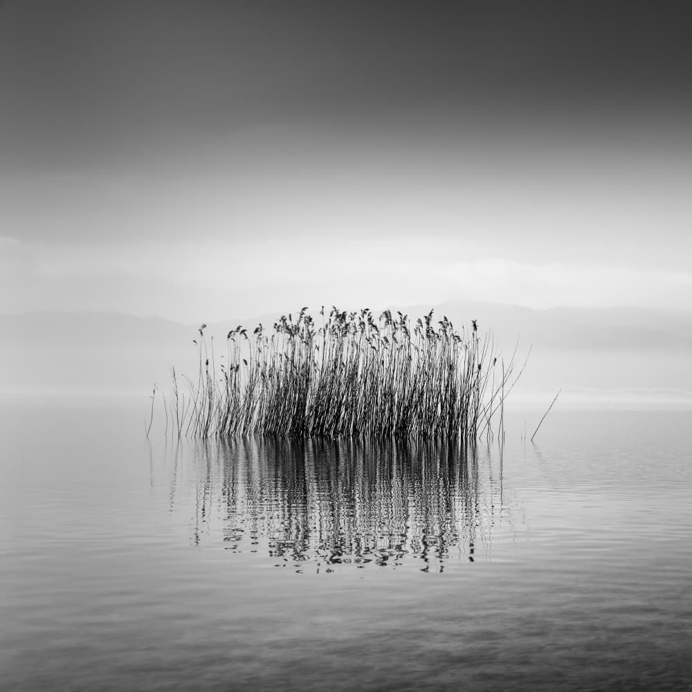 Misty Lake Reeds by George Digalakis — canvas wall art