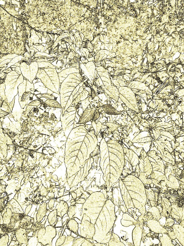 Sepia Foliage Sketch by Santhosh ch — canvas wall art