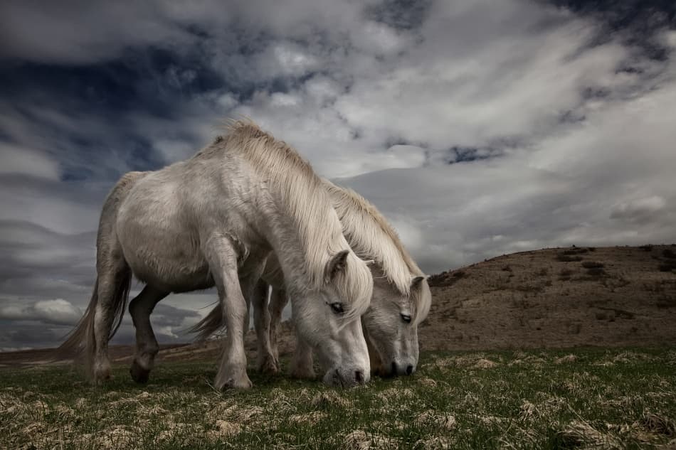 Wild Horses Grazing by Bragi Ingibergsson - BRIN — canvas wall art