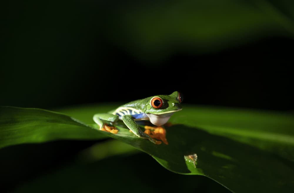 Vibrant Red-Eyed Frog by Betty Liu — canvas wall art