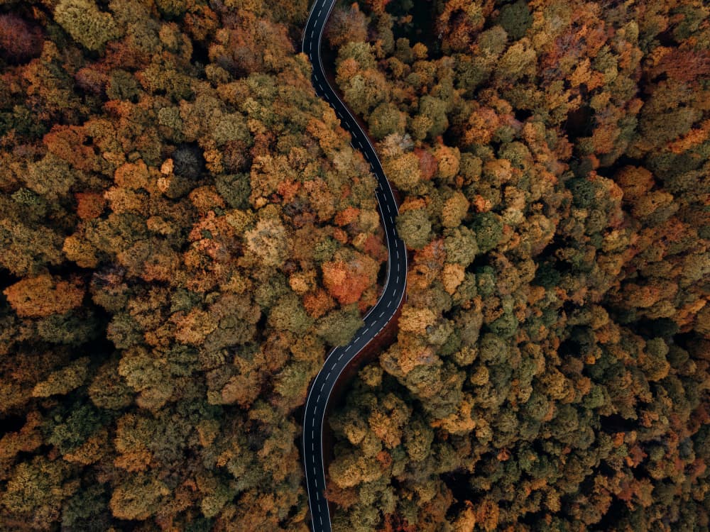 Winding Autumn Road by Javier Pardina — canvas wall art