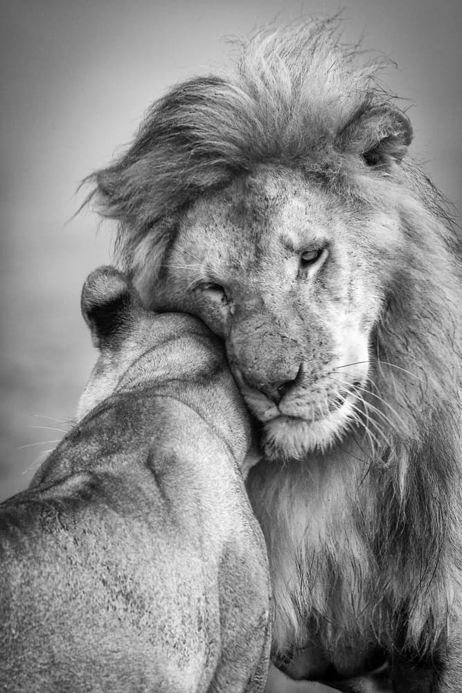 Tender Lion Embrace by Ali Khataw — canvas wall art
