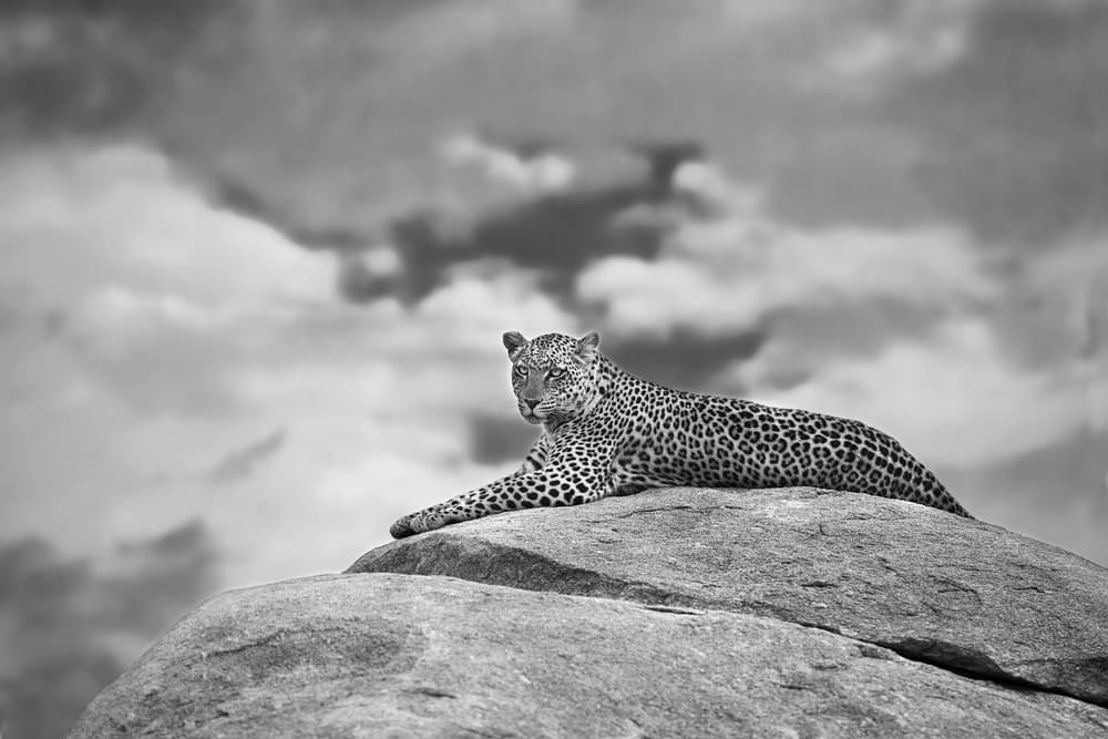 Majestic Leopard Under Sky by Mario Moreno — canvas wall art