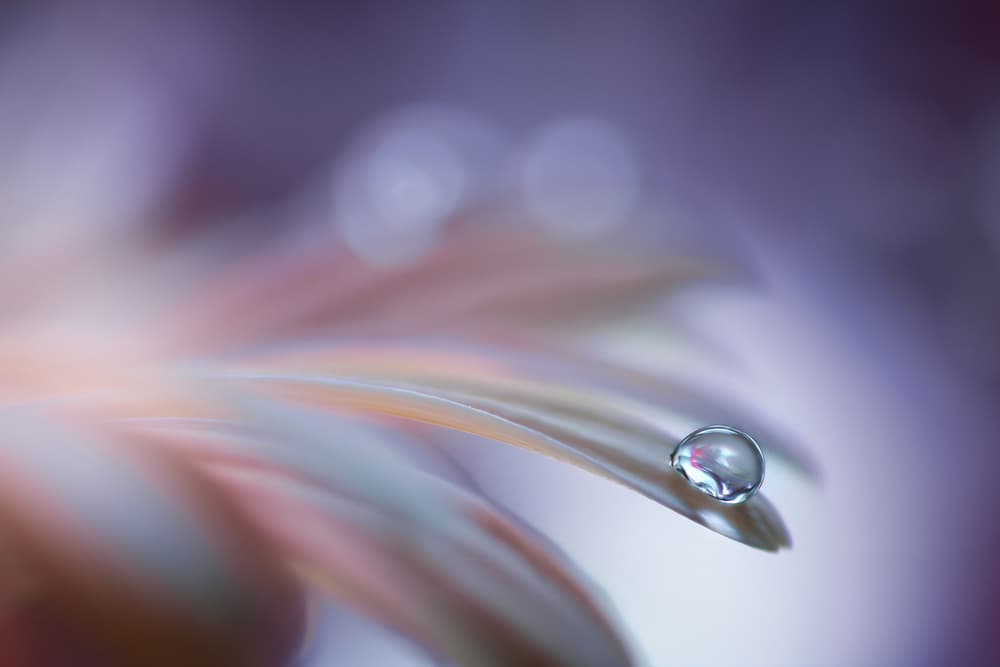 Delicate Petal Droplet by Rina Barbieri — canvas wall art