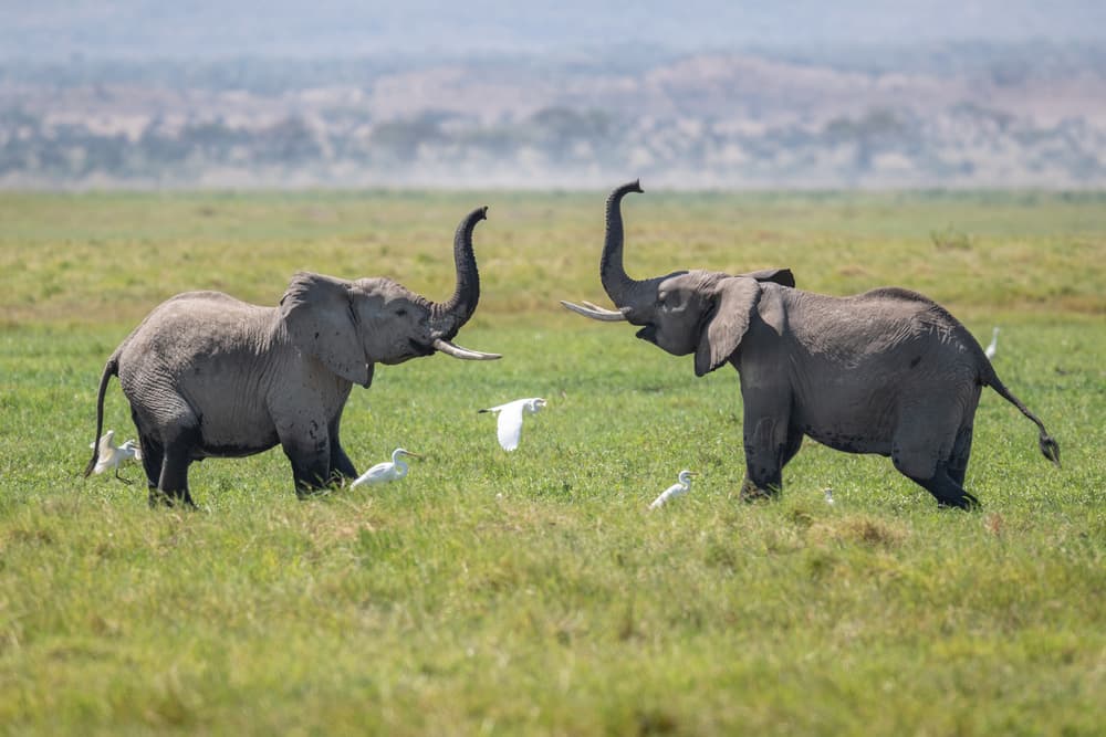 Playful African Elephants by Jeffrey C. Sink — canvas wall art