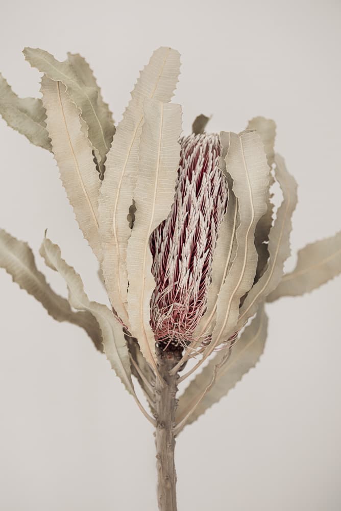 Banksia by Kathrin Pienaar — canvas wall art
