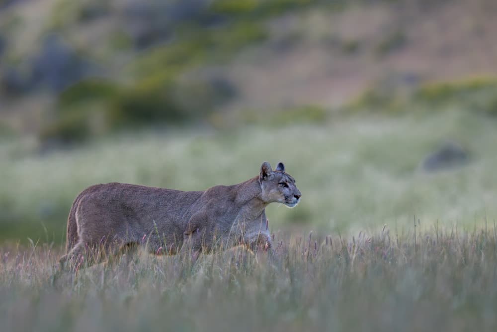 Stealthy Mountain Lion by Rajat Dhesi — canvas wall art