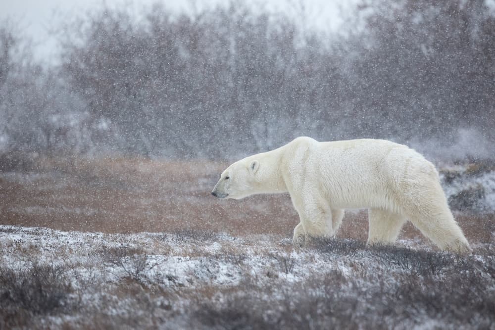 Polar Bear Winter Walk by Alessandro Catta — canvas wall art