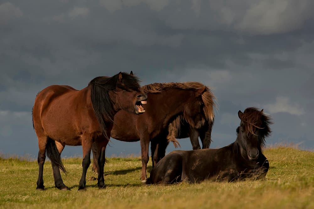 Wild Horses Dramatic Sky by Þorsteinn H. Ingibergsson — canvas wall art