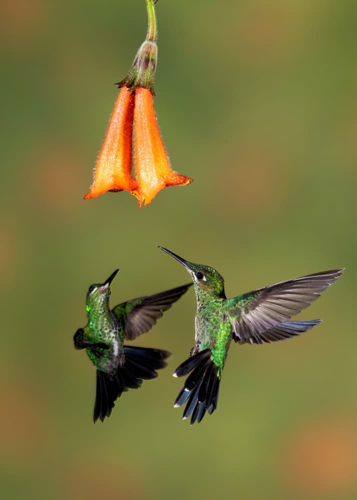 Green Hummingbirds Nectar Flower by Sheila Xu — canvas wall art