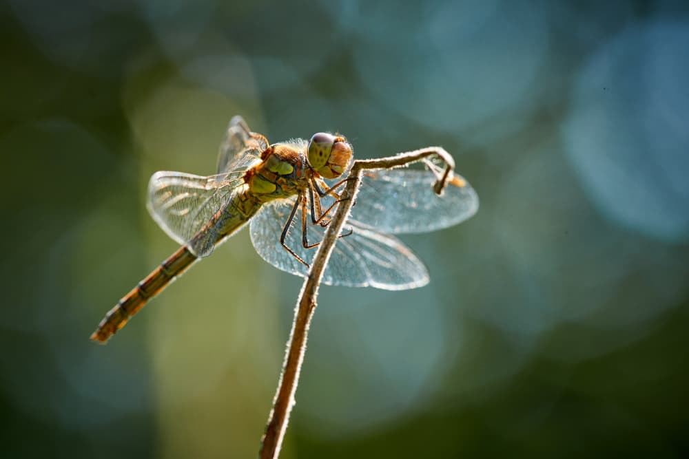 Sunlit Dragonfly Wings by Bodo Balzer — canvas wall art