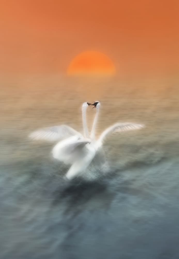 Romantic Swans Sunset