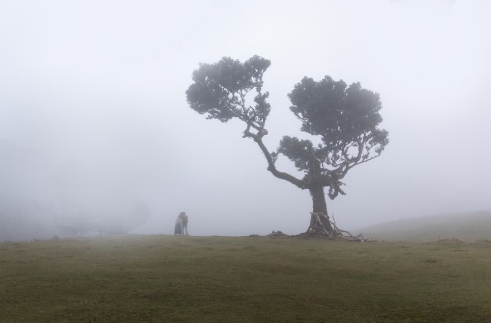Solitary Tree in Fog by Dianne Mao — canvas wall art