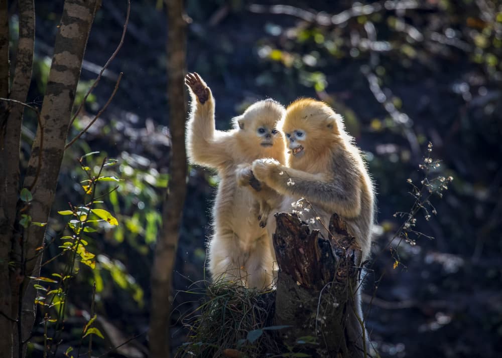 Playful Golden Monkeys by Raymond Ren Rong Liu — canvas wall art