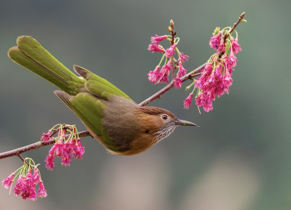 Bird on Flowering Branch by Biao  Huang — canvas wall art