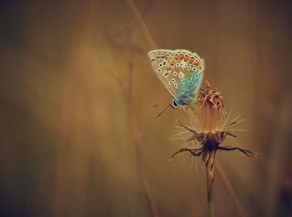 Delicate Blue Butterfly by Stuart Williams — canvas wall art