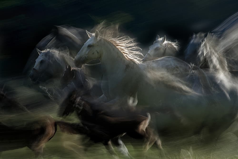 Wild Horses In Motion by Milan Malovrh — canvas wall art