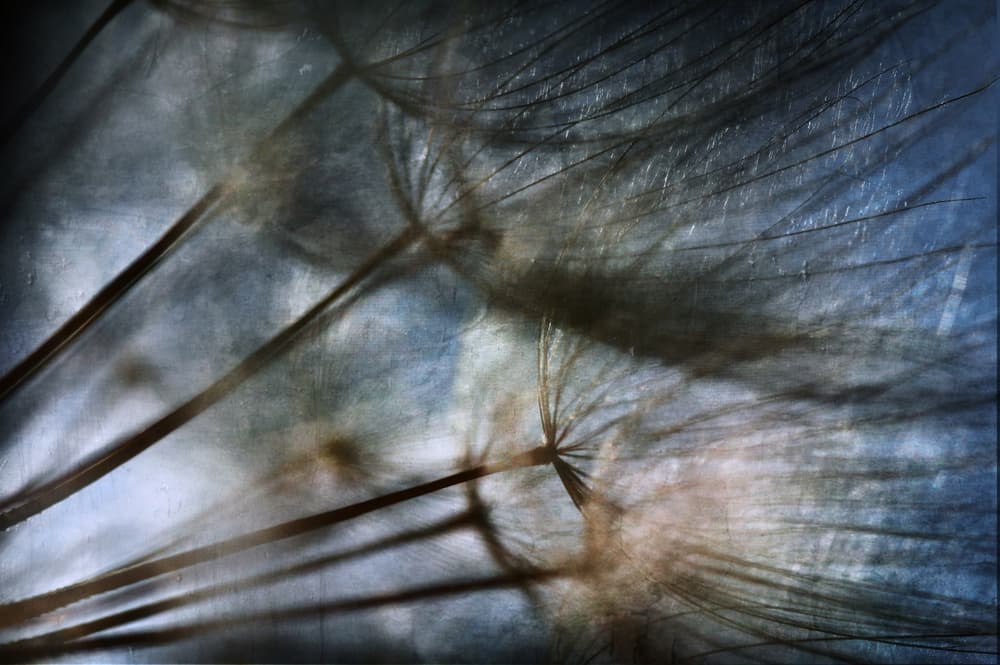 Delicate Dandelion Seeds by Antonio Grambone — canvas wall art