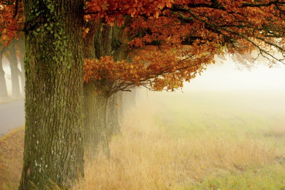 Misty Autumn Trees by Christina Sillèn — canvas wall art