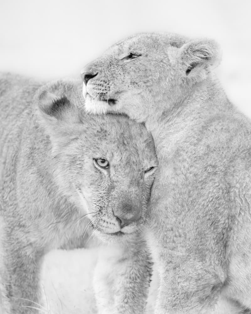 Affectionate Lion Cubs by Jun Zuo — canvas wall art