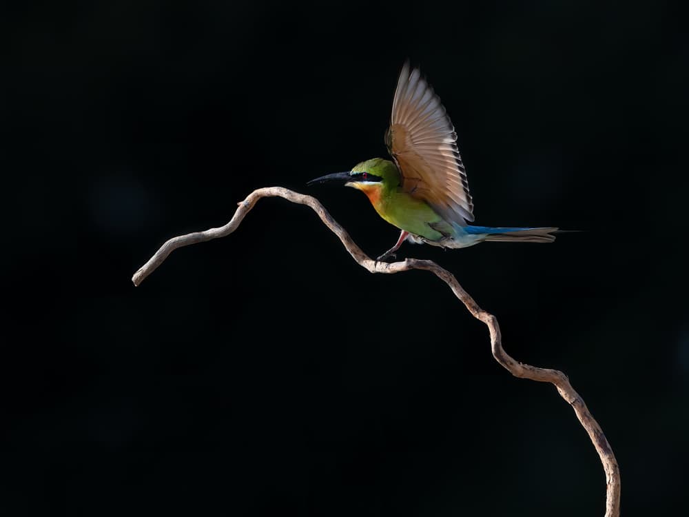 Vibrant Bee-eater Flight by Taksing (吉星高照) — canvas wall art