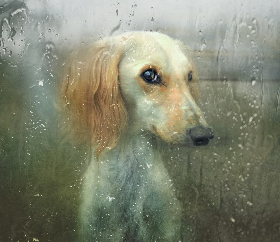 Pensive Dog Rainy Window by Svetlana Melik-Nubarova — canvas wall art