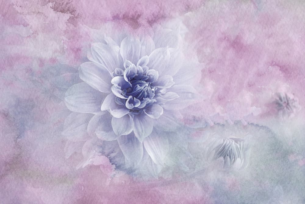 Dreamy Dahlia Blossom by Jacky Parker — canvas wall art