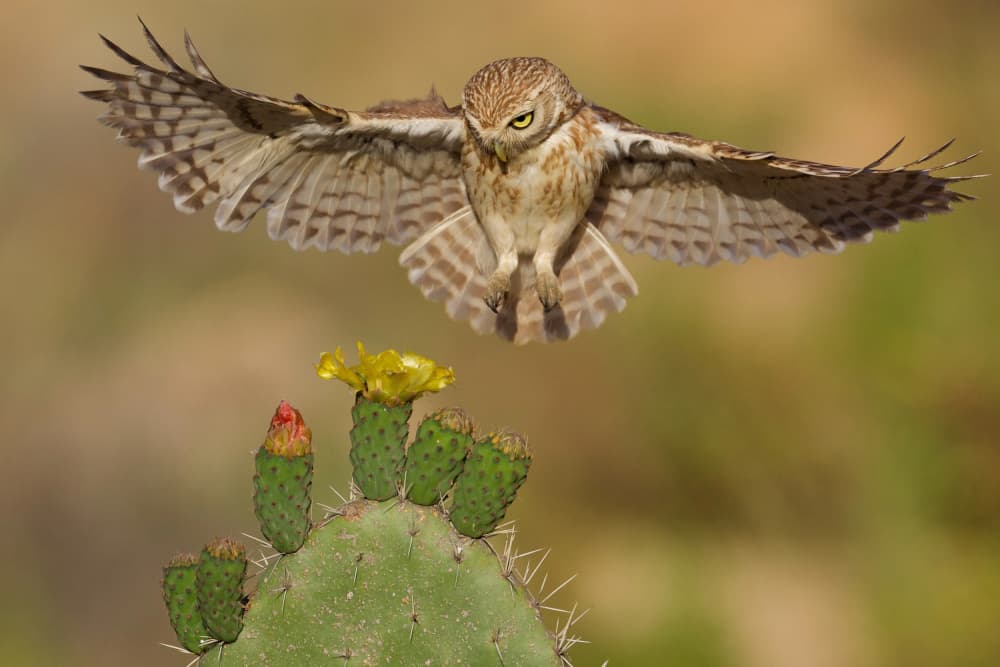 Burrowing Owl Flight by David Manusevich — canvas wall art
