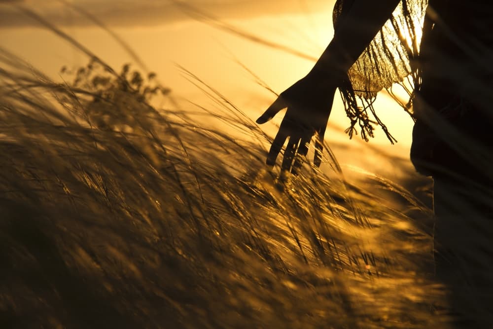 Hand in Golden Grass by Hamed Khosroshahi — canvas wall art