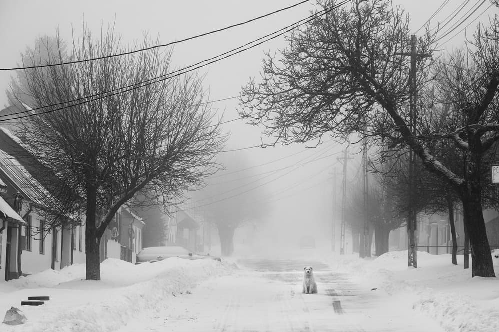 White Dog Snowy Street by Marchevca Bogdan — canvas wall art
