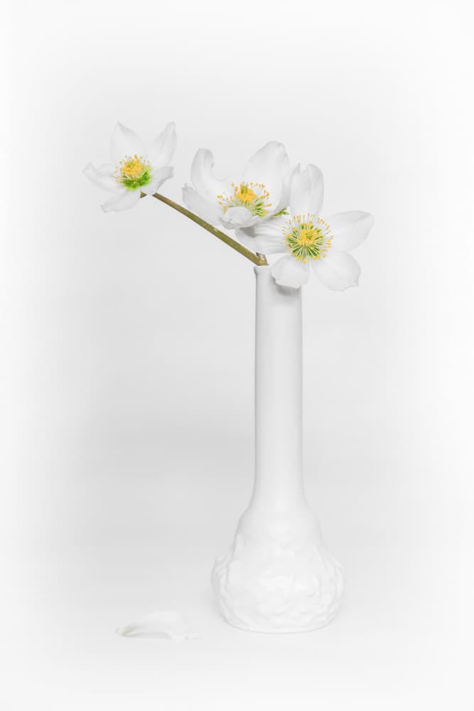 Elegant White Flowers by FranzStaab — canvas wall art