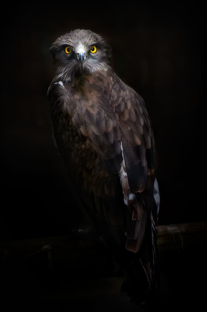 Eagle's Piercing Yellow Eyes by Santiago Pascual Buye — canvas wall art