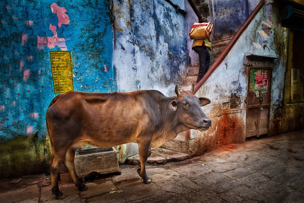 Cow On Colorful Steps by Giovanni Cavalli — canvas wall art