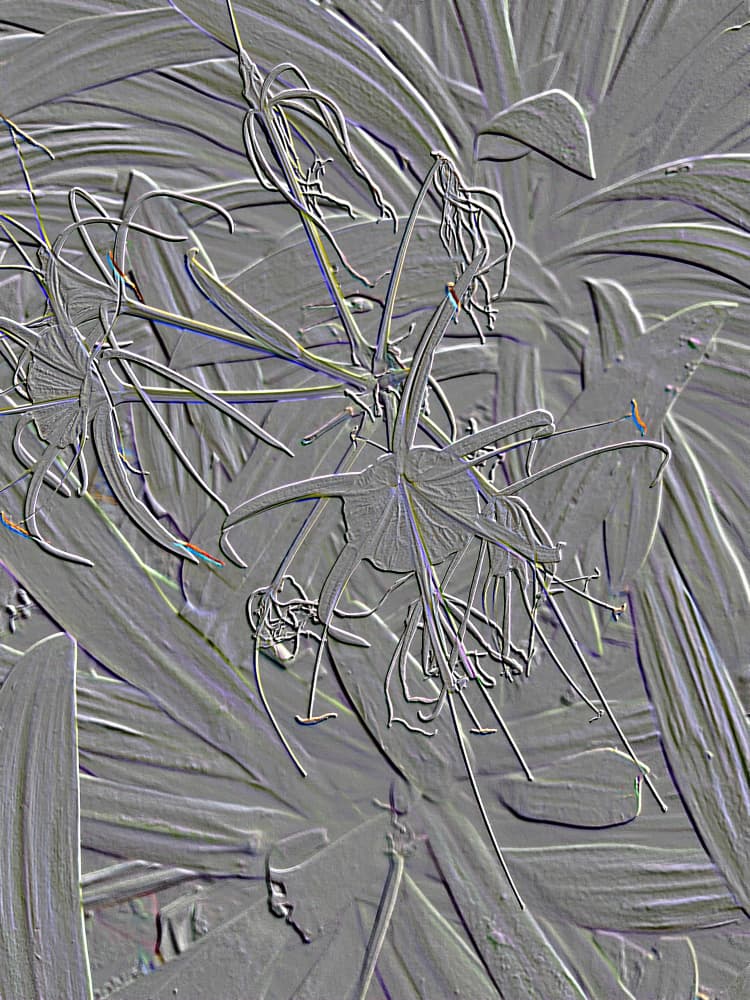 Textured Spider Lilies by Santhosh ch — canvas wall art