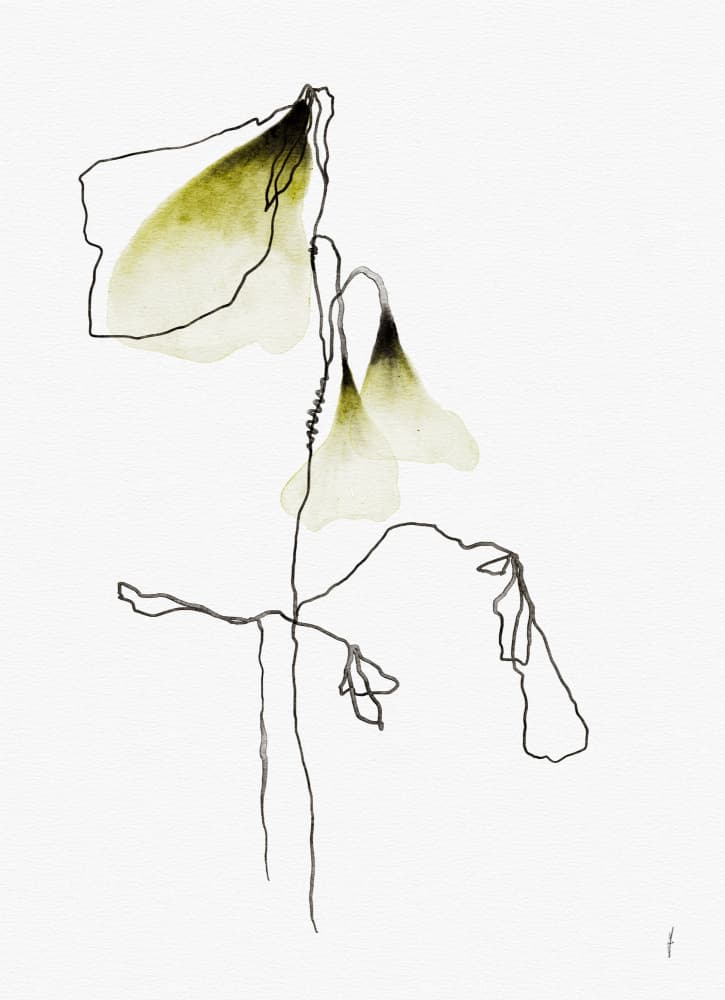 Delicate Olive Blooms by Ankie Kooi — canvas wall art