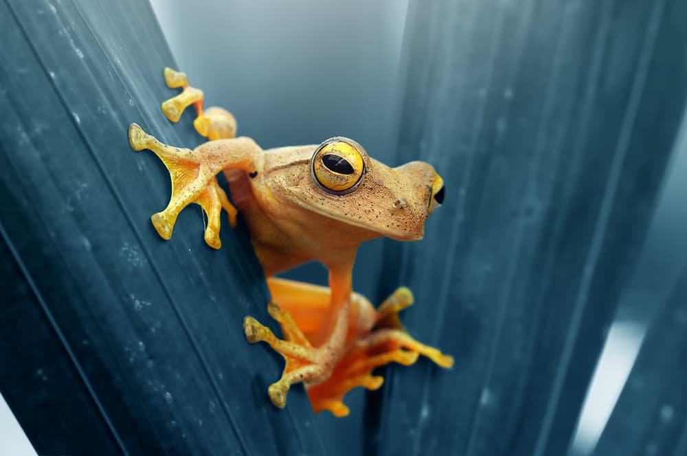 Yellow-Eyed Tree Frog by Andri Priyadi — canvas wall art