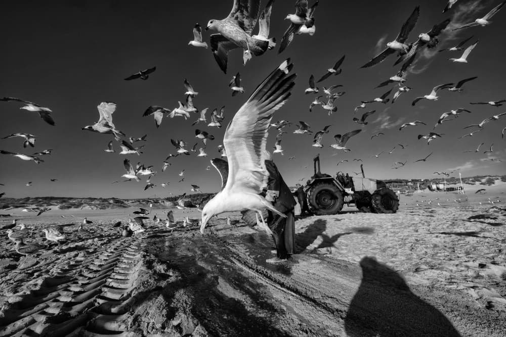 Coastal Seagulls and Tractor by Josefina Melo — canvas wall art